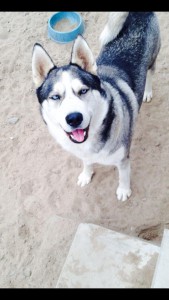 DOG 1
