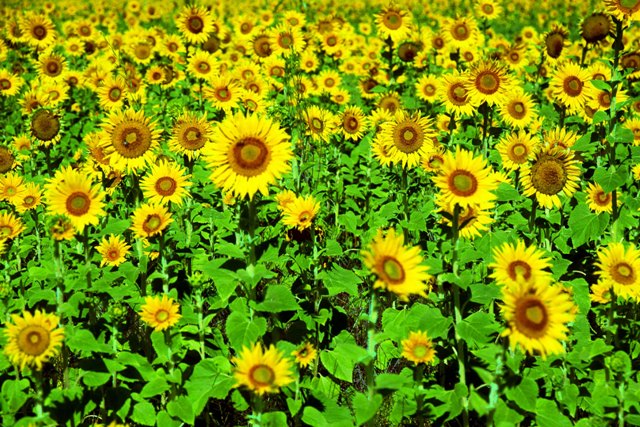 UPDATE: Seedy Sunday in Apsley POSTPONED until April 6