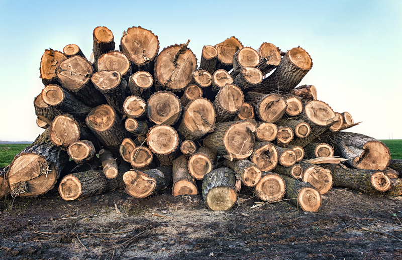Gooderham man fined for illegally cutting down trees