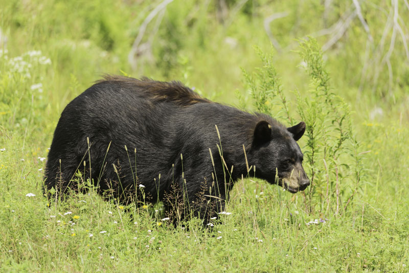 Not All Bear Encounters Require Police Action, says OPP