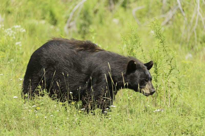 You are being asked to be careful for bears at this time of year