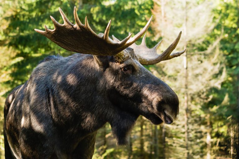 Two Moose-Related Collisions Reported in Algonquin Park