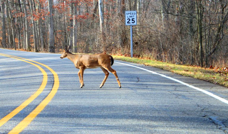 Police warning residents of deer activity near roads