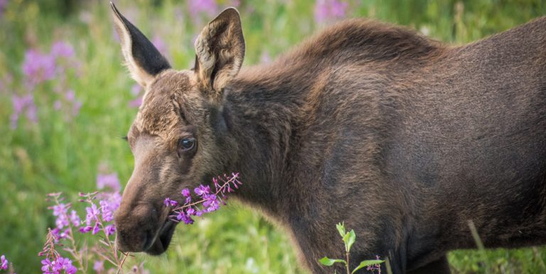 Ontario proposing changes to Moose Management Program