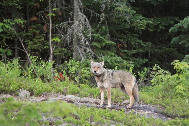 OFAH says increased wolf protection won’t do anything for species