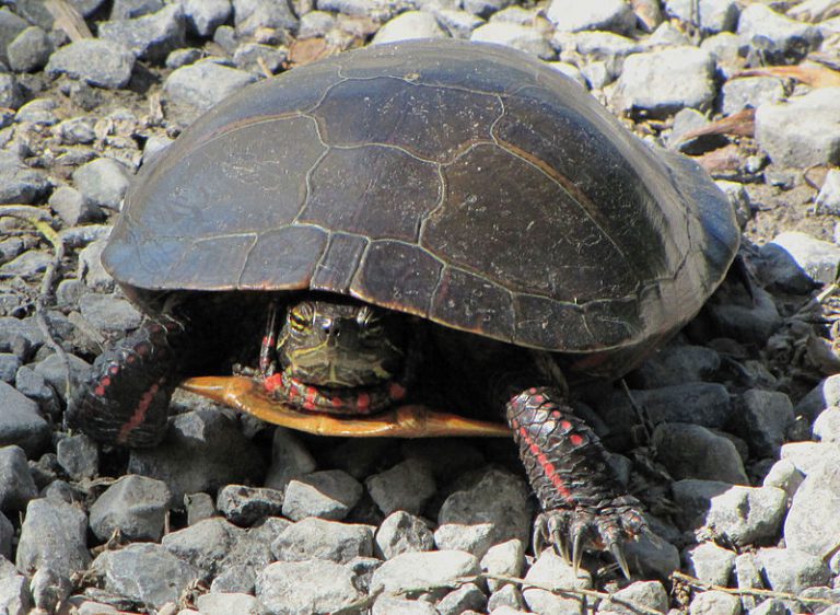 North Hastings residents to march to raise awareness about turtles