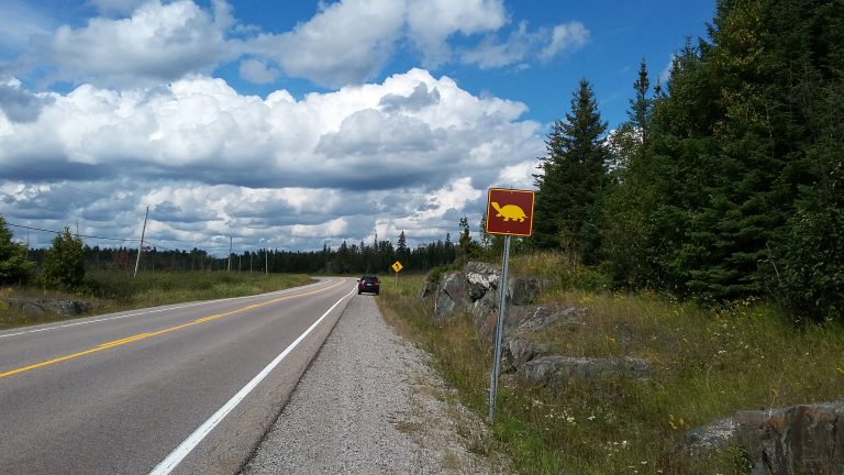 Turtle signs go up to protect the at-risk species