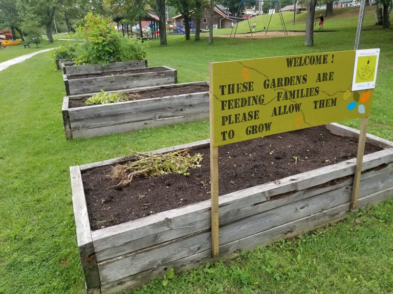 Food Missing From North Hastings Community Trust Gardens
