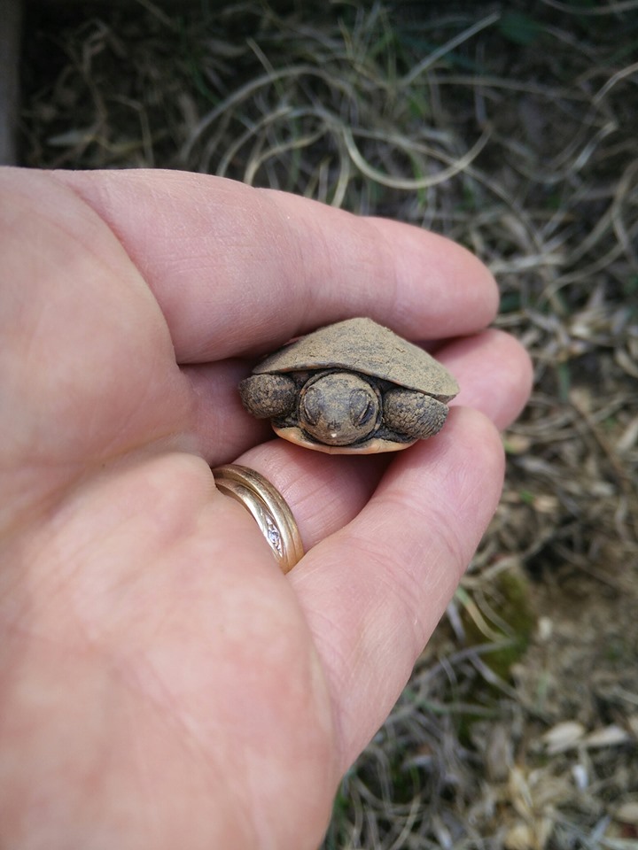 Turtle awareness signs being placed around Bancroft