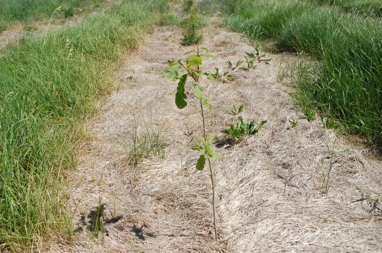 Bancroft & Area Stewardship Council selling trees and shrubs