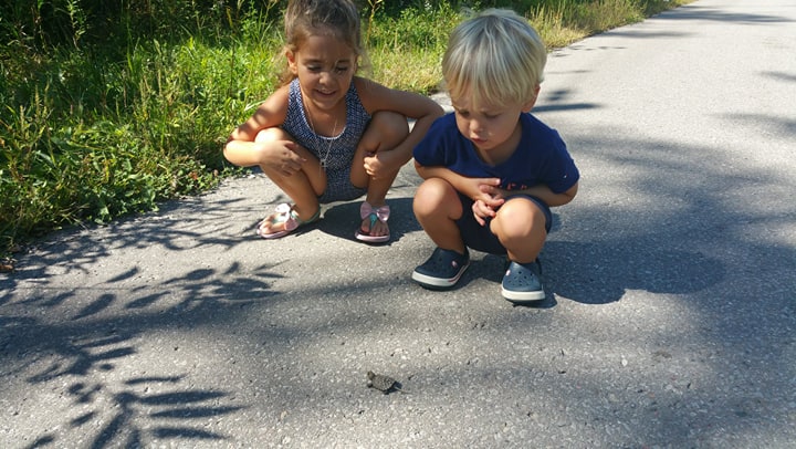 turtle hatchling kids