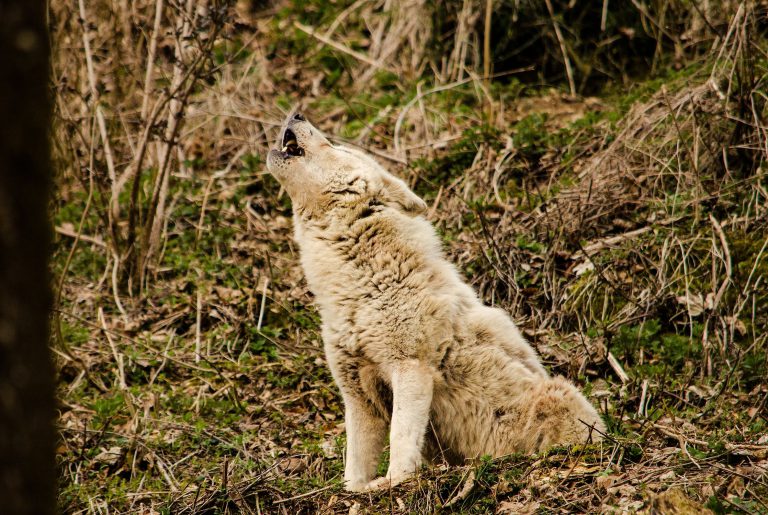 Algonquin public wolf howl possible this week