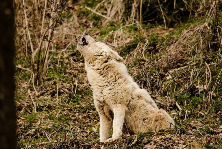 wolf howl