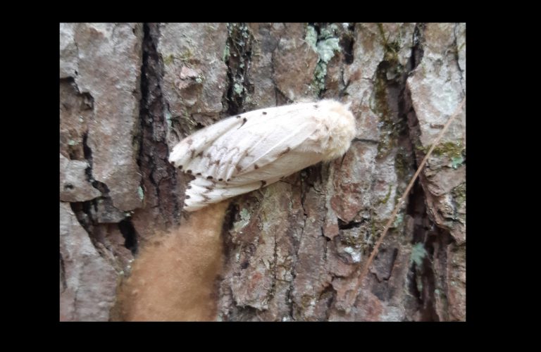 gypsy moth parry sound