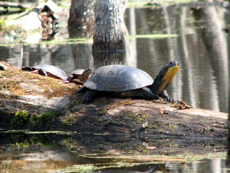 blanding's turtle