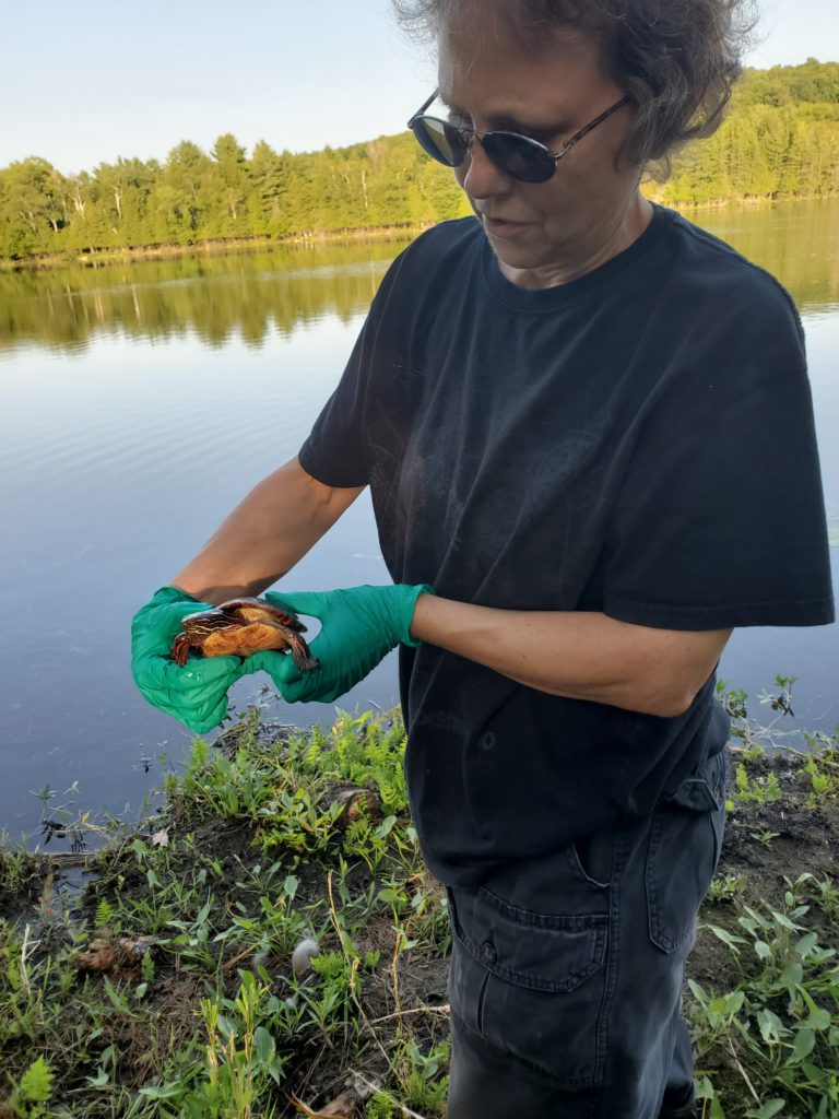 Turtle activist Kelly Wallace honoured for her work protecting Ontario’s turtle population