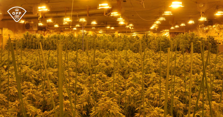 Thousands of cannabis plants seized by police in raid in Brudenell Lyndoch and Raglan
