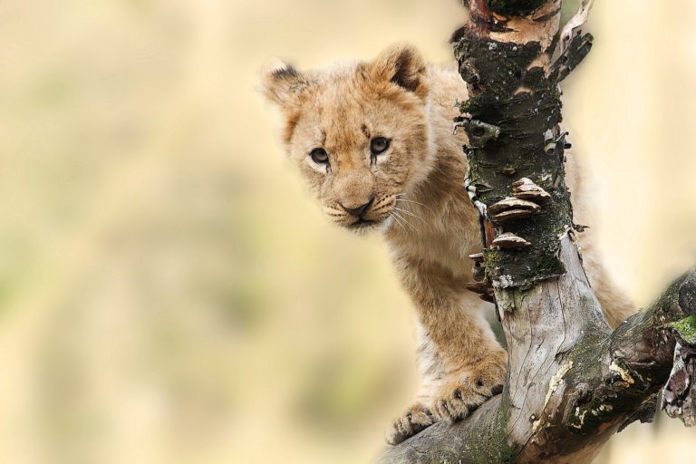 Big cat owners move to Maynooth after fight with Lambton Shores