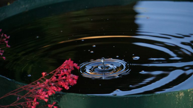 Bancroft Lions Club selling rain barrels to fundraise