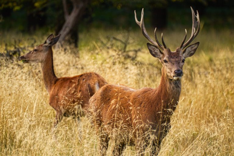 Deadline to apply for Ontario controlled deer tags August 31st