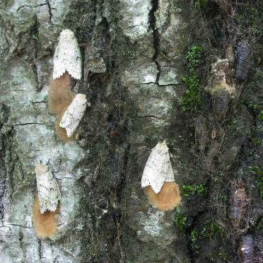 Colder weather may have decreased Spongy Moth population