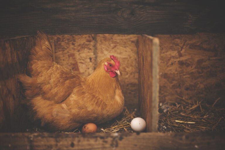 Health Unit warns against handling wild birds as avian flu arrives in region