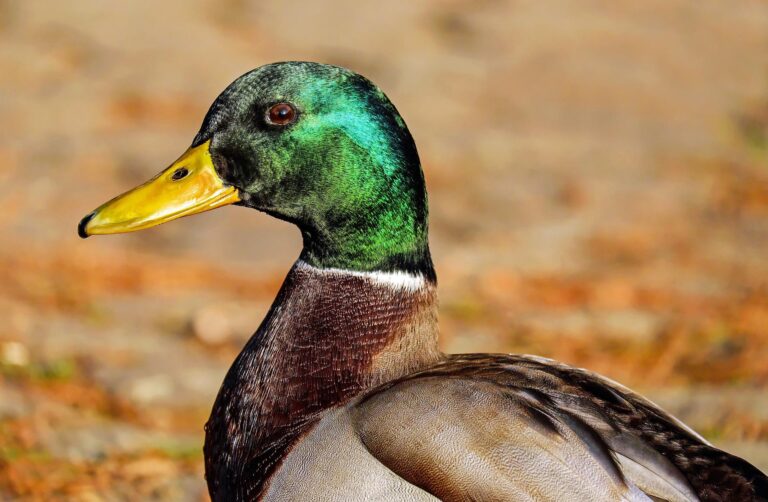 Migratory Game Bird Hunting Permits now available for 2022-23 season