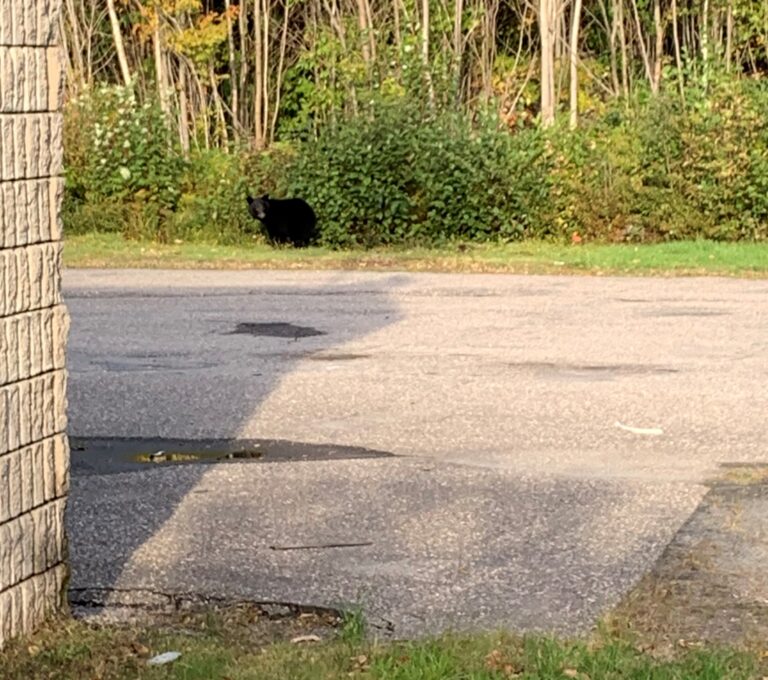 Bear sightings in South Eastern Ontario on rise 