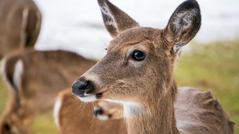 MNRF seeking help investigating deer shot deer out of season