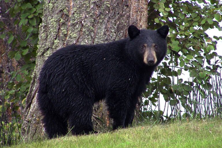 Black bears are waking up, officials emphasis importance of being bear wise 