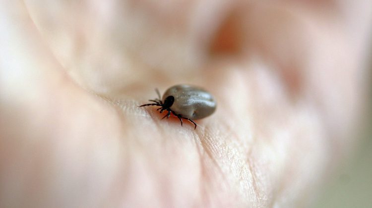 Beware of blacklegged ticks: Public Health 