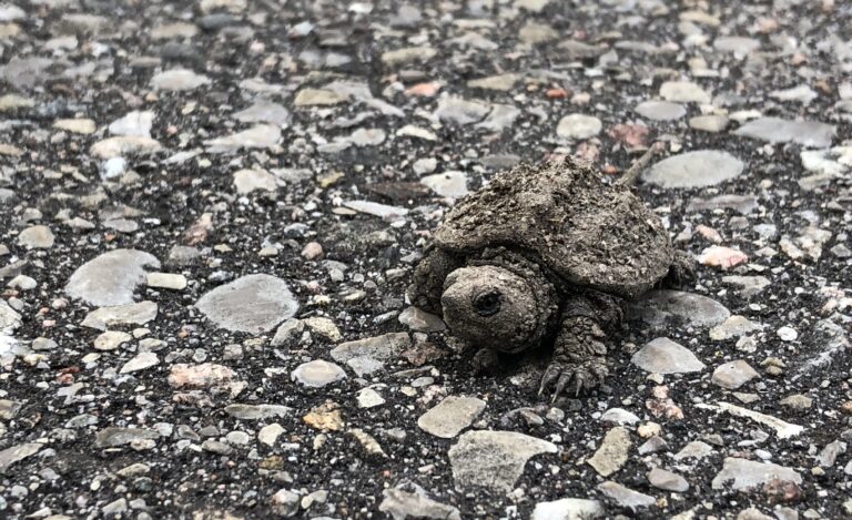 Residents asked to keep turtles safe in nesting season