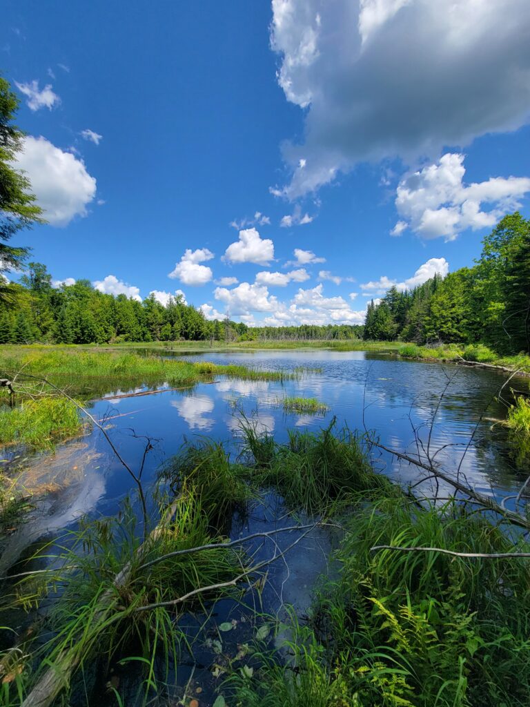 Funding for Hastings Wildlife Junction will help species thrive: NCC worker 