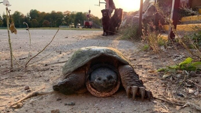 Remains of century-old turtle found, conservationists calling for government action 