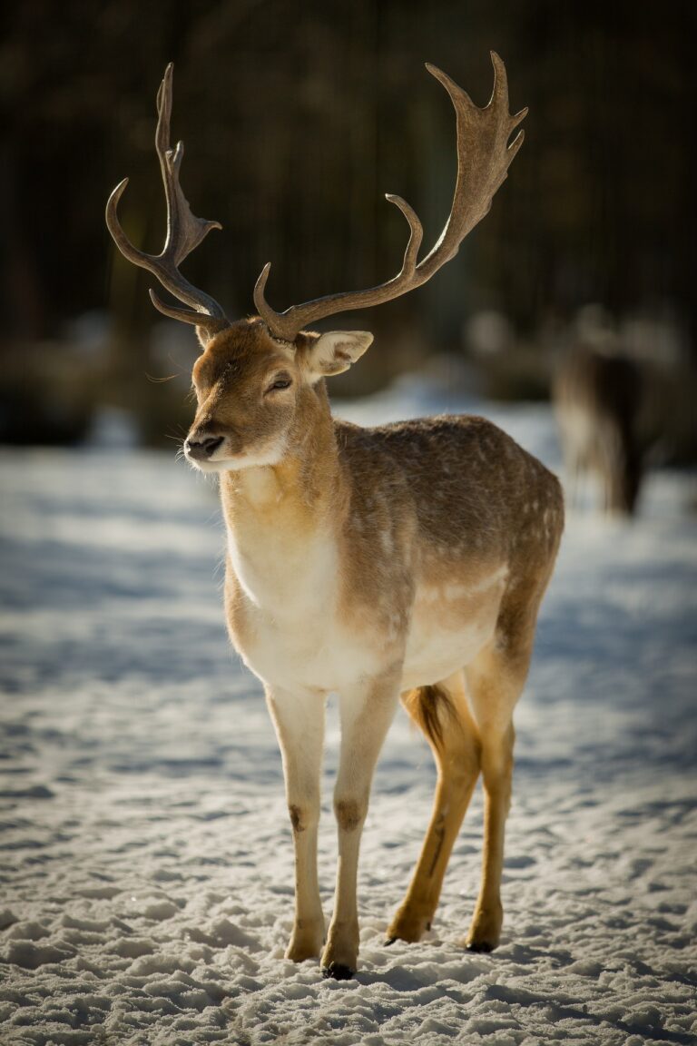 Ontario government aims to protect deer populations from illegal hunting 