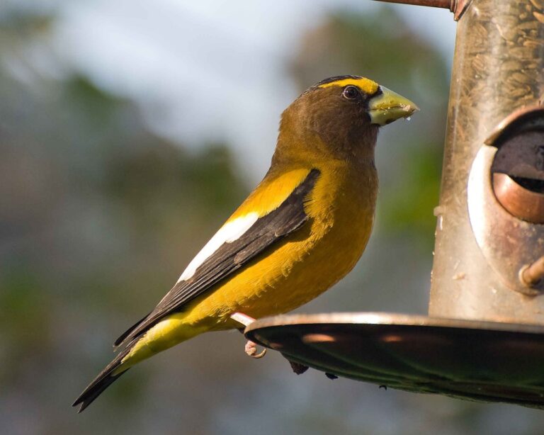 Evening Grosbeaks spotted in Algonquin Park 