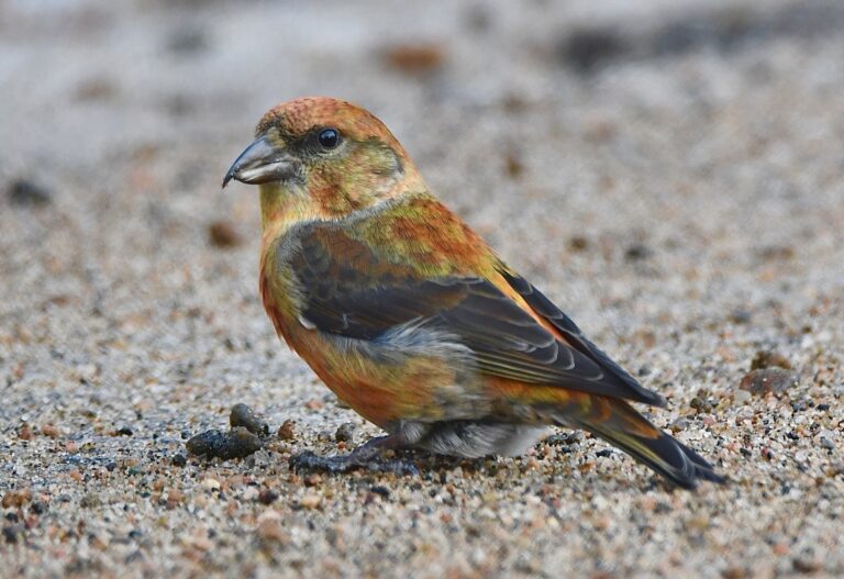 A spectacular bird you might not notice: Algonquin Park says”Honk For Finches”