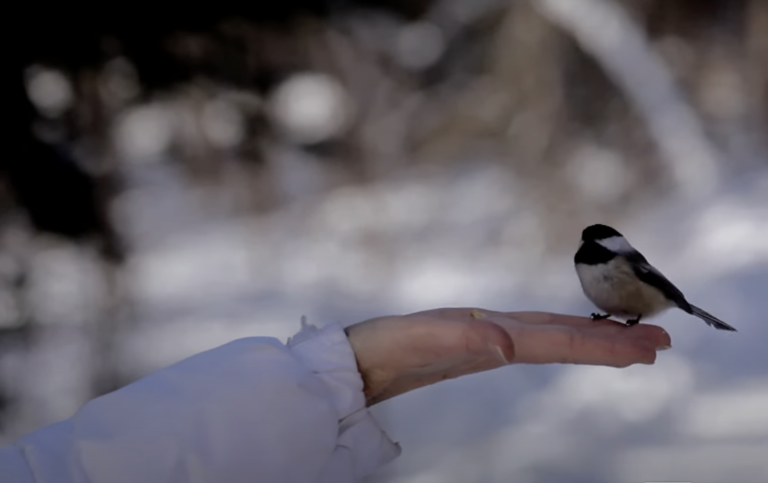 Winter in the Wild festival in Algonquin Park this Saturday 
