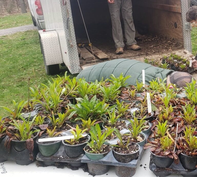 Local group helps keep area lakes healthy with native trees and shrubs