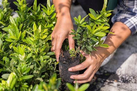 Seedy Saturday happening this weekend in Bancroft