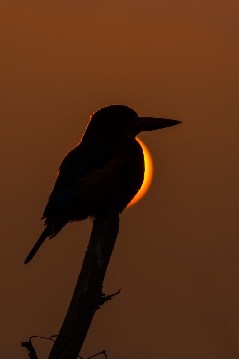 The solar eclipse is close–for those who drive to Belleville so is the “Path of Totality”