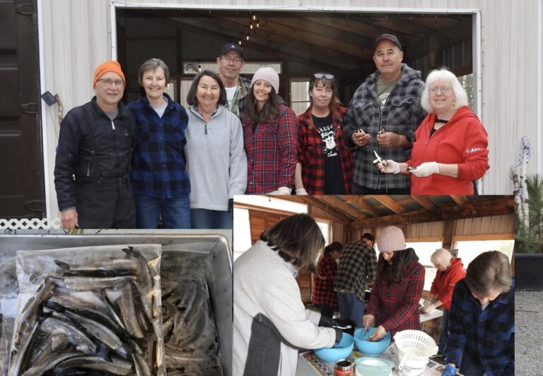 The smelt are running: Volunteers catch and clean over a 1000 smelt for Golden Lake Fish Fry