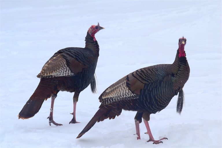 Wild Turkey hunting season has begun