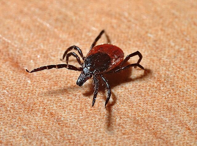 EOHU reminds residents to remain vigilant about blacklegged ticks
