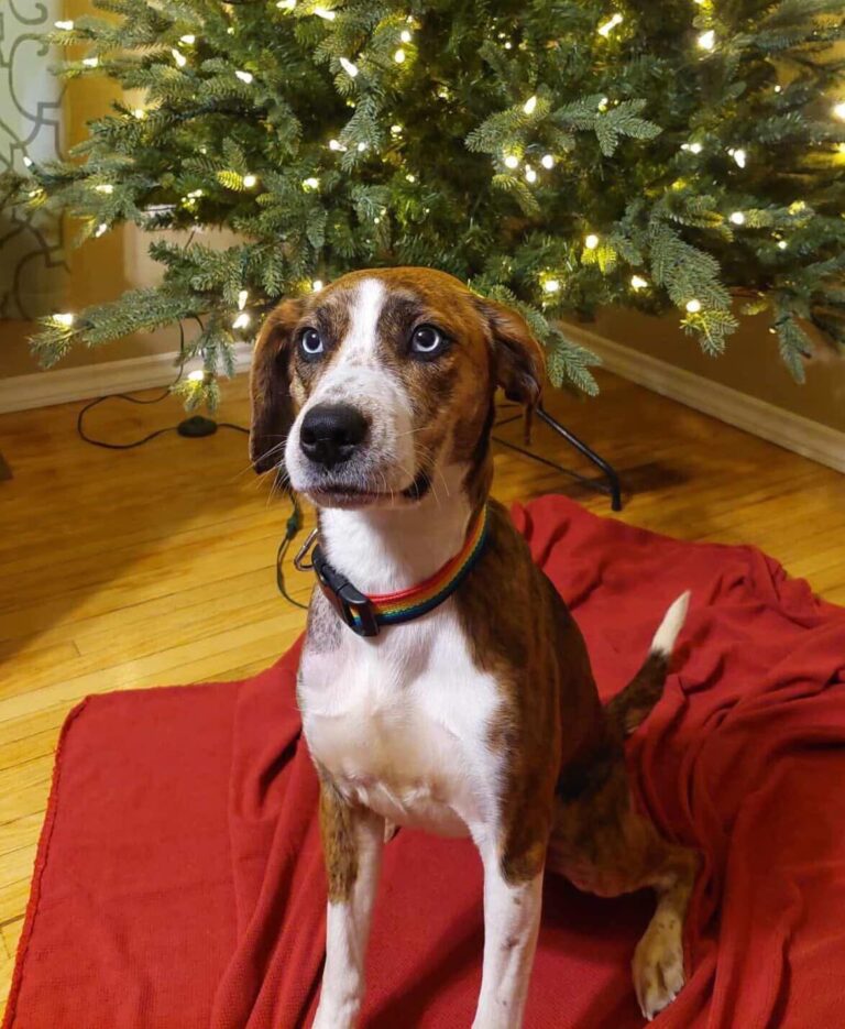 Home Again animal rescue celebrates local and hosts Give Back Raffle 