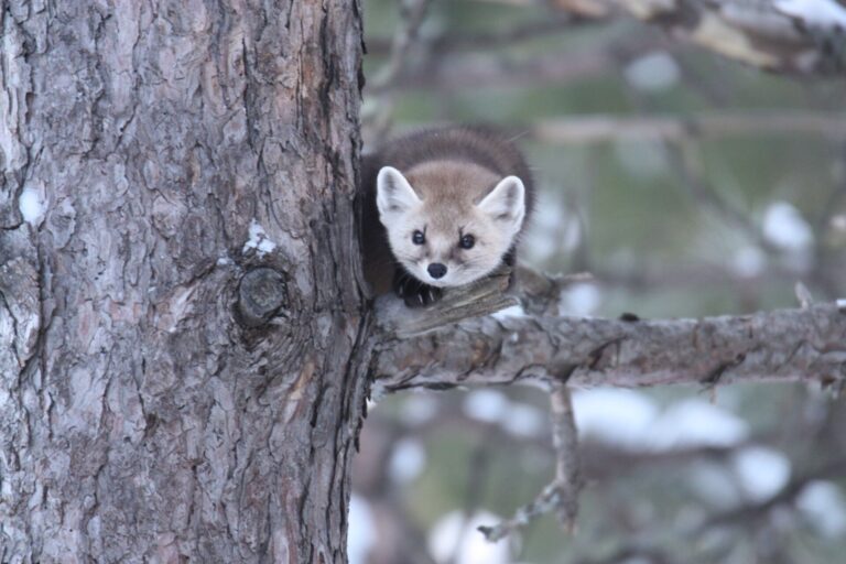 Bancroft’s Field Naturalists club meets tonight, invites ‘mystery items’