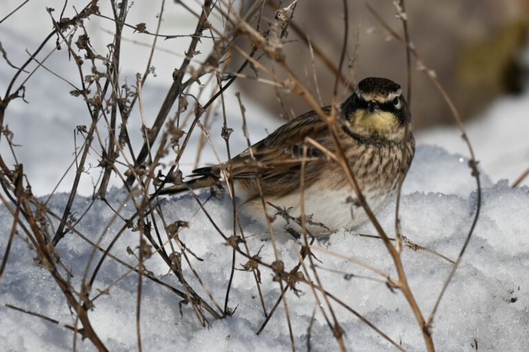 Bancroft takes part in bird count tradition, horned larks, eagles spotted  