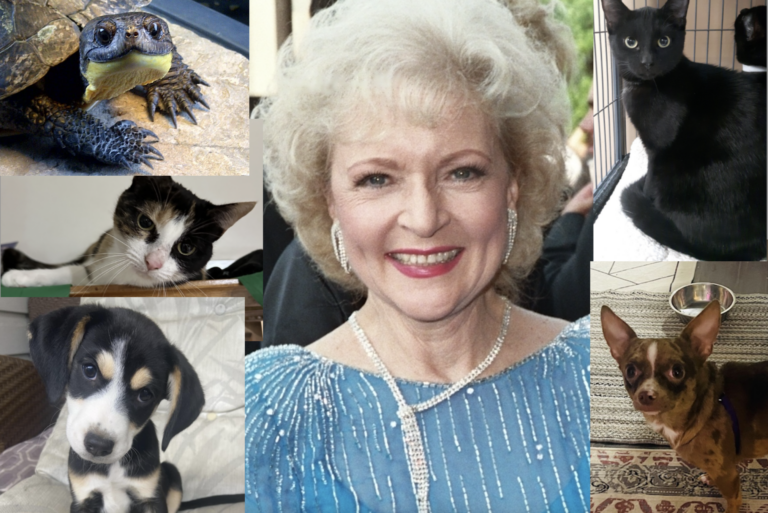 Cats, dogs, turtles and Betty White: How you can celebrate them all this Friday 