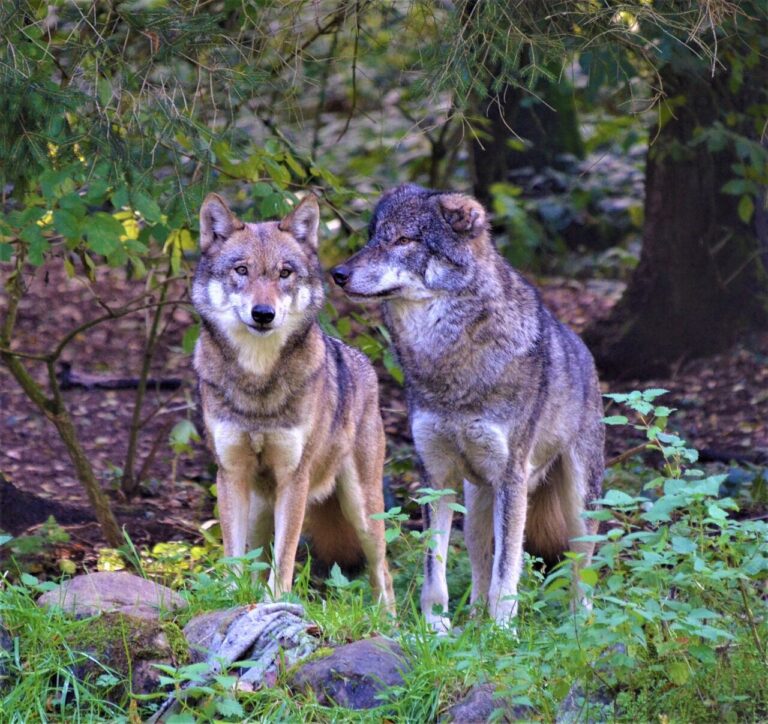 It’s mating season for wolves and coyotes