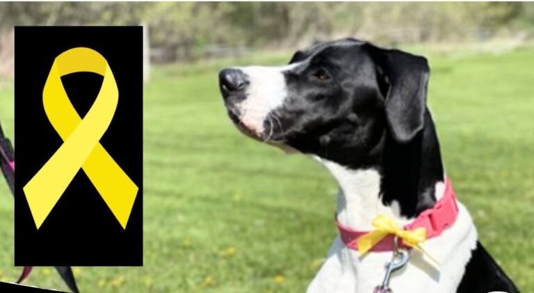 Yellow signals ‘caution’ in animal bite awareness campaign 